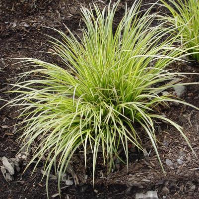 Carex morrowii Evergold