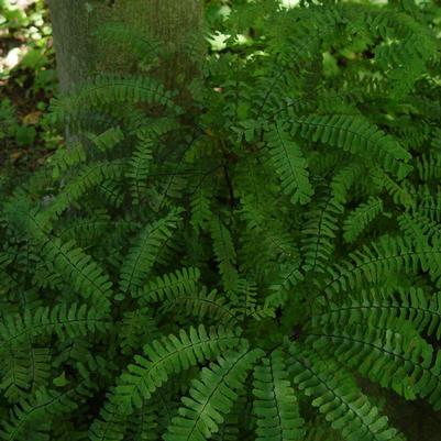 Adiantum pedatum 