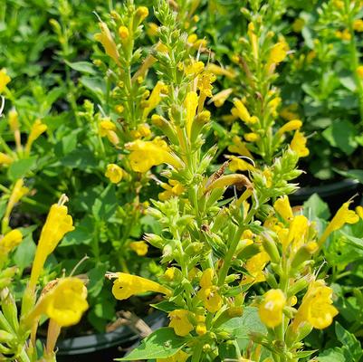 Agastache Kudos™ Yellow