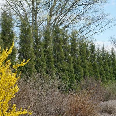 Thuja occidentalis Full Speed A Hedge®