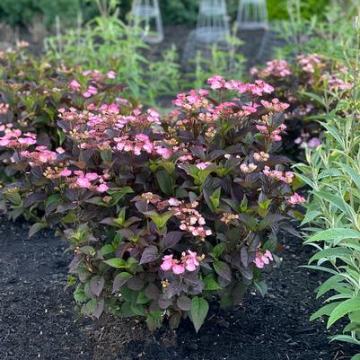 Hydrangea serrata Pink Dynamo™