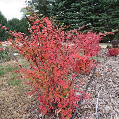 Cotoneaster lucidus x apiculatus Autumn Inferno®