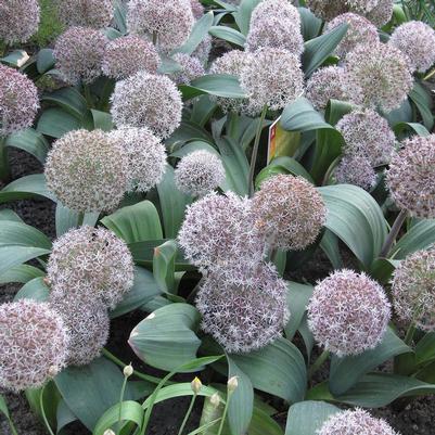 Allium karataviense 