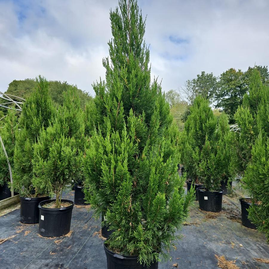 Juniperus chinensis 'Spartan'