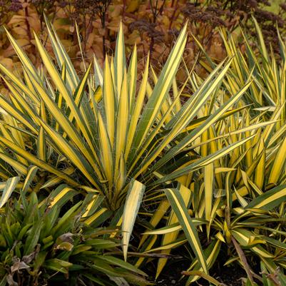 Yucca filamentosa Color Guard