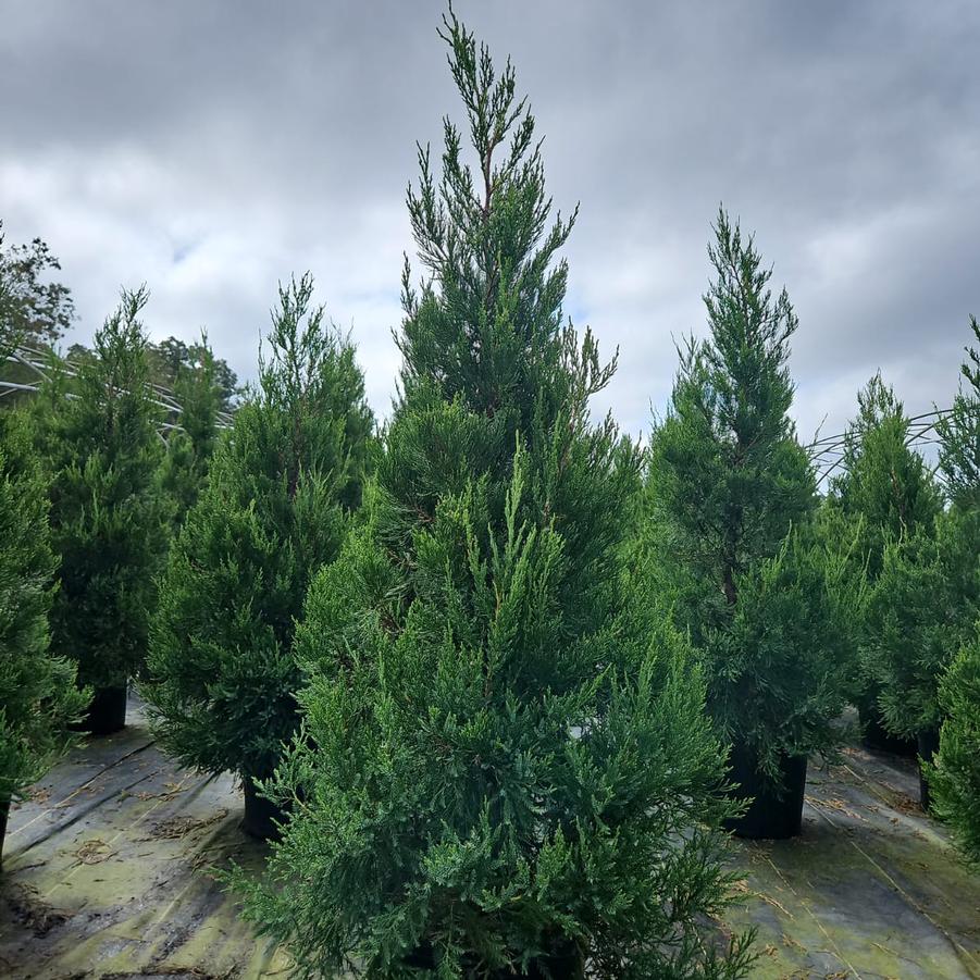 Juniperus c. Hetzii columnaris