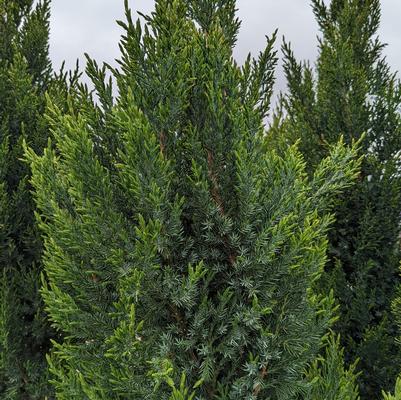 Juniperus chinensis Blue Point