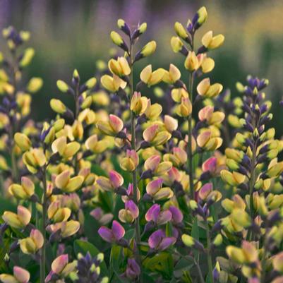 Baptisia hybrid Decadence® Decadence® Deluxe Pink Lemonade