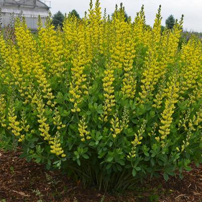 Baptisia American Goldfinch'