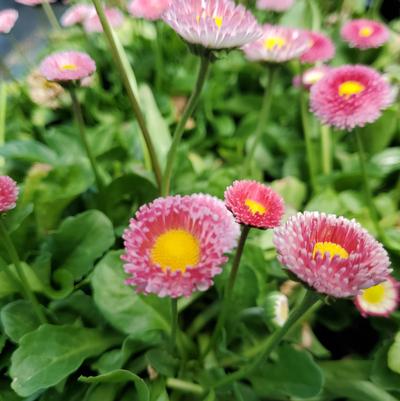 Bellis perennis Belissima™ 'Rose'