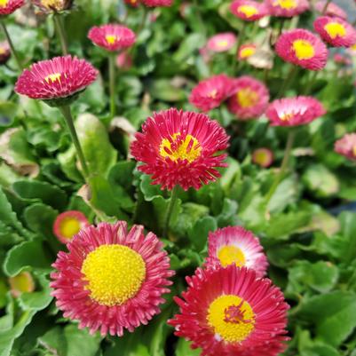 Bellis perennis Belissima™ Red