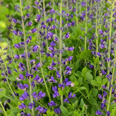 Baptisia x DECADENCE® DECADENCE® Periwinkle Popsicle