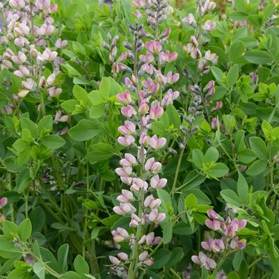 Baptisia hybrid Decadence® Decadence® Pink Truffles