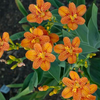 Belamcanda chinensis 'Freckle Face'