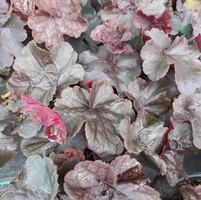 Heuchera Northern Exposure™ Black