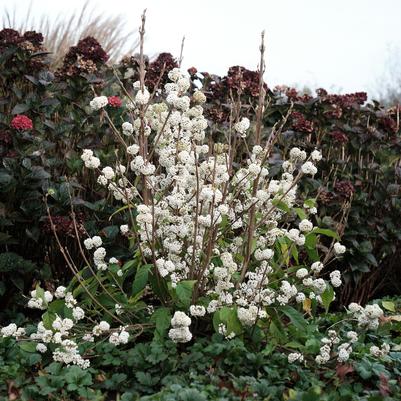 Callicarpa Plump & Plentiful™ 'Snow Star'