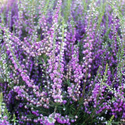 Calluna vulgaris Tib