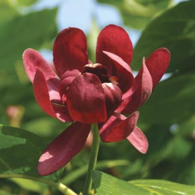 Calycanthus X Aphrodite