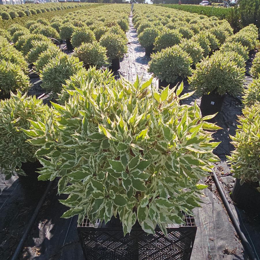 Cornus alba Ivory Halo®