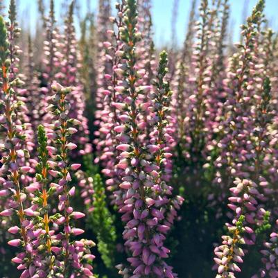 Calluna vulgaris Beauty Ladies® 'Michelle'