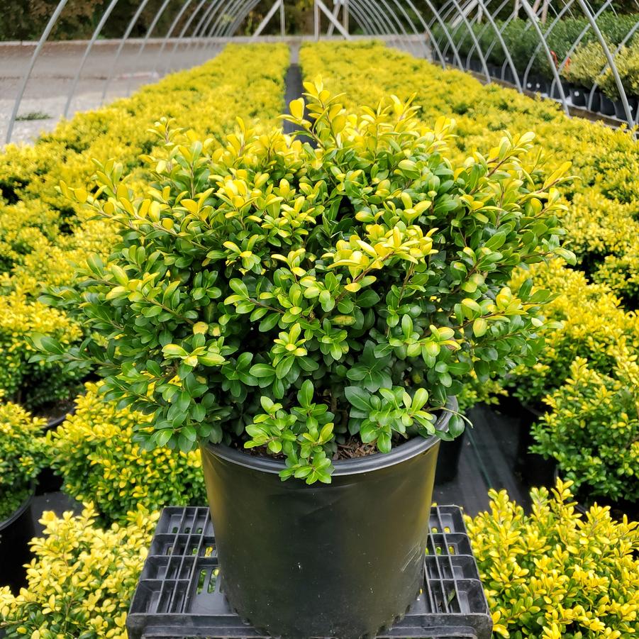 Ilex crenata Drops of Gold