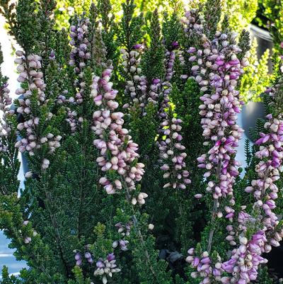 Calluna vulgaris Beauty Ladies® 'Luca'