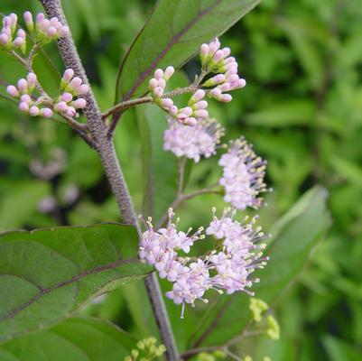 Callicarpa dich. Early Amethyst