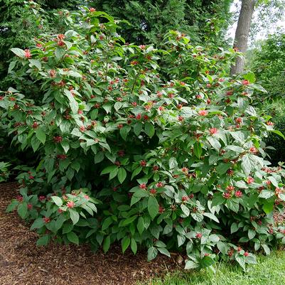 Calycanthus x Simply Scentsational®