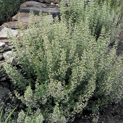 Calamintha nepeta var. Nepeta