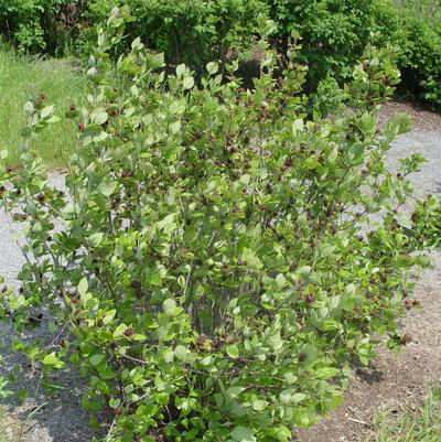 Calycanthus floridus 