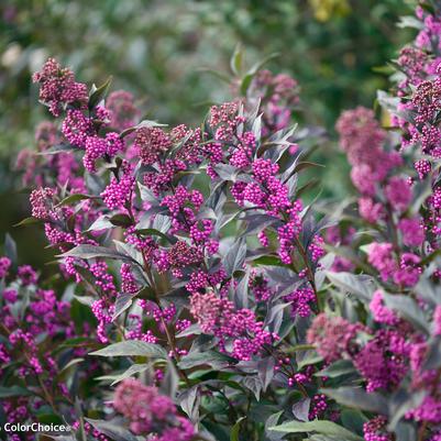 Callicarpa x Pearl Glam®