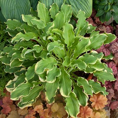 Hosta hybrid Shadowland® Shadowland® Wheee!