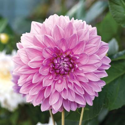 Dahlia 'Lavender Perfection'