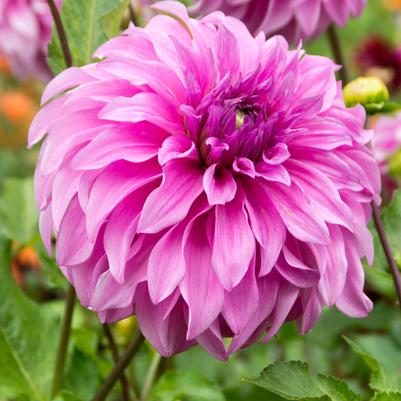 Dahlia 'Vassio Meggos'