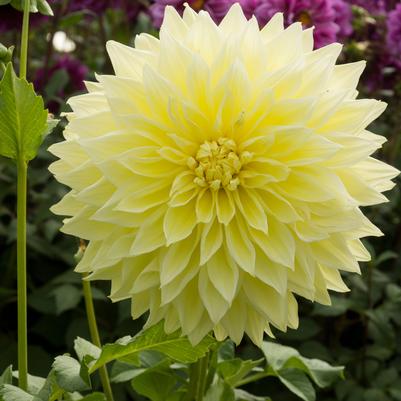 Dahlia 'Kelvin Floodlight'