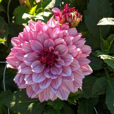 Dahlia 'Crème de Cassis'