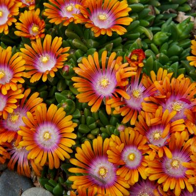 Delosperma Fire Spinner