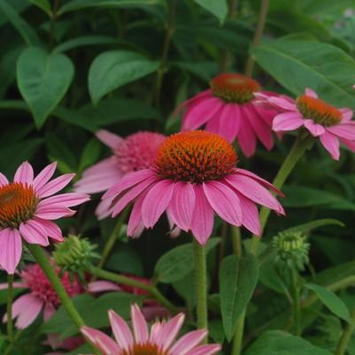 Echinacea Pow Wow® Wildberry