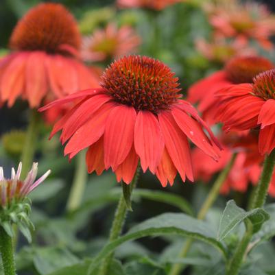 Echinacea Sombrero® Salsa Red