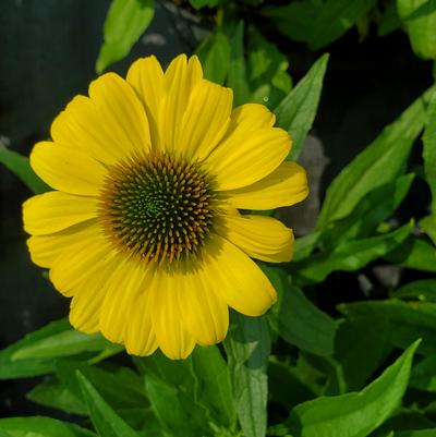 Echinacea Eye-catcher™ 'Canary'