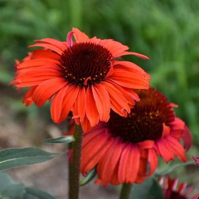 Echinacea Eye-Catcher™ 'Tanager'