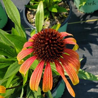 Echinacea Fiery Meadow Mama™