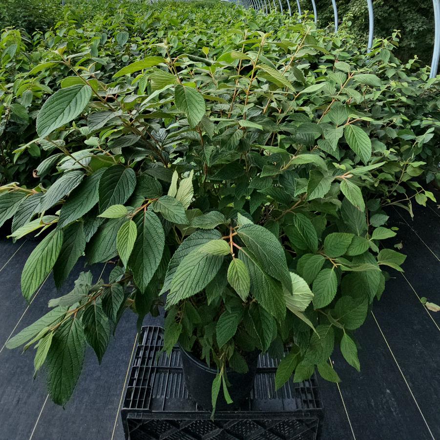 Viburnum p. t. Mariesii