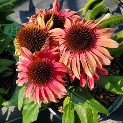 Echinacea Playful Meadow Mama™