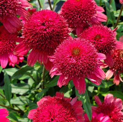 Echinacea Sunny Days™ Ruby