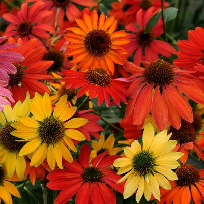 Echinacea Cheyenne Spirit