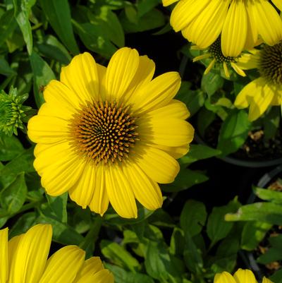 Echinacea Sombrero® Lemon Yellow Improved