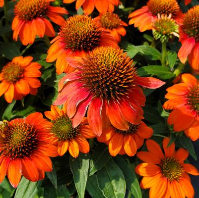 Echinacea Sombrero® Fiesta Orange