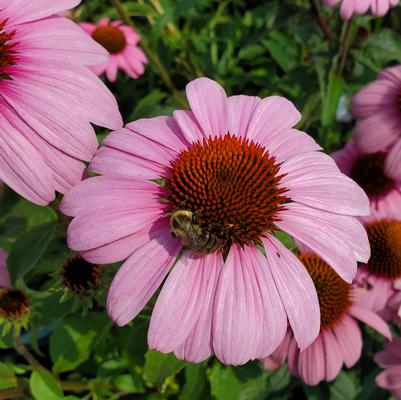 Echinacea 'Prairie Splendor'