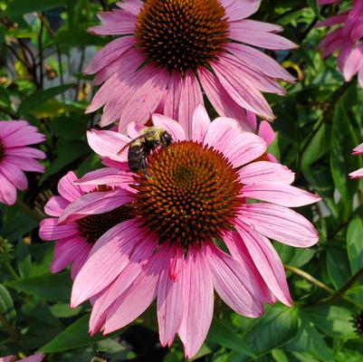 Echinacea Ruby Star